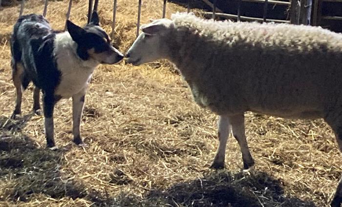 buster sheepdog and sheep